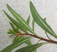 Cuphea Giant Fire Cracker (Cuphea micropetala)