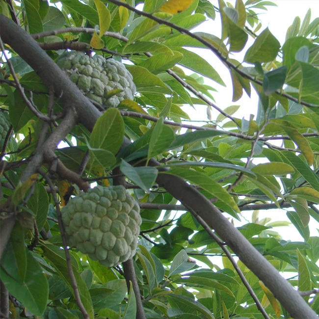 Mexican Custard Apple