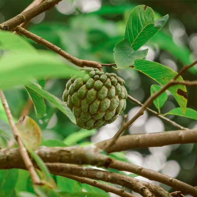 Mexican Custard Apple