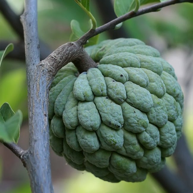 Mexican Custard Apple - Ladybird Nursery