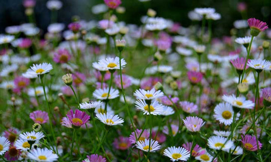 Seaside Daisy (Erigeron karvinskianus)