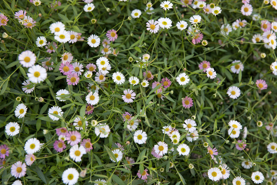 Seaside Daisy (Erigeron karvinskianus) - Ladybird Nursery