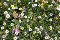 Seaside Daisy (Erigeron karvinskianus) - Ladybird Nursery