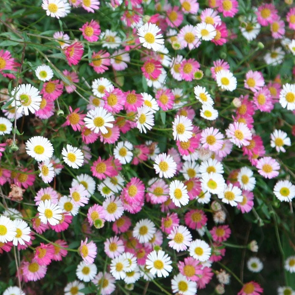 Seaside Daisy (Erigeron karvinskianus) - Ladybird Nursery