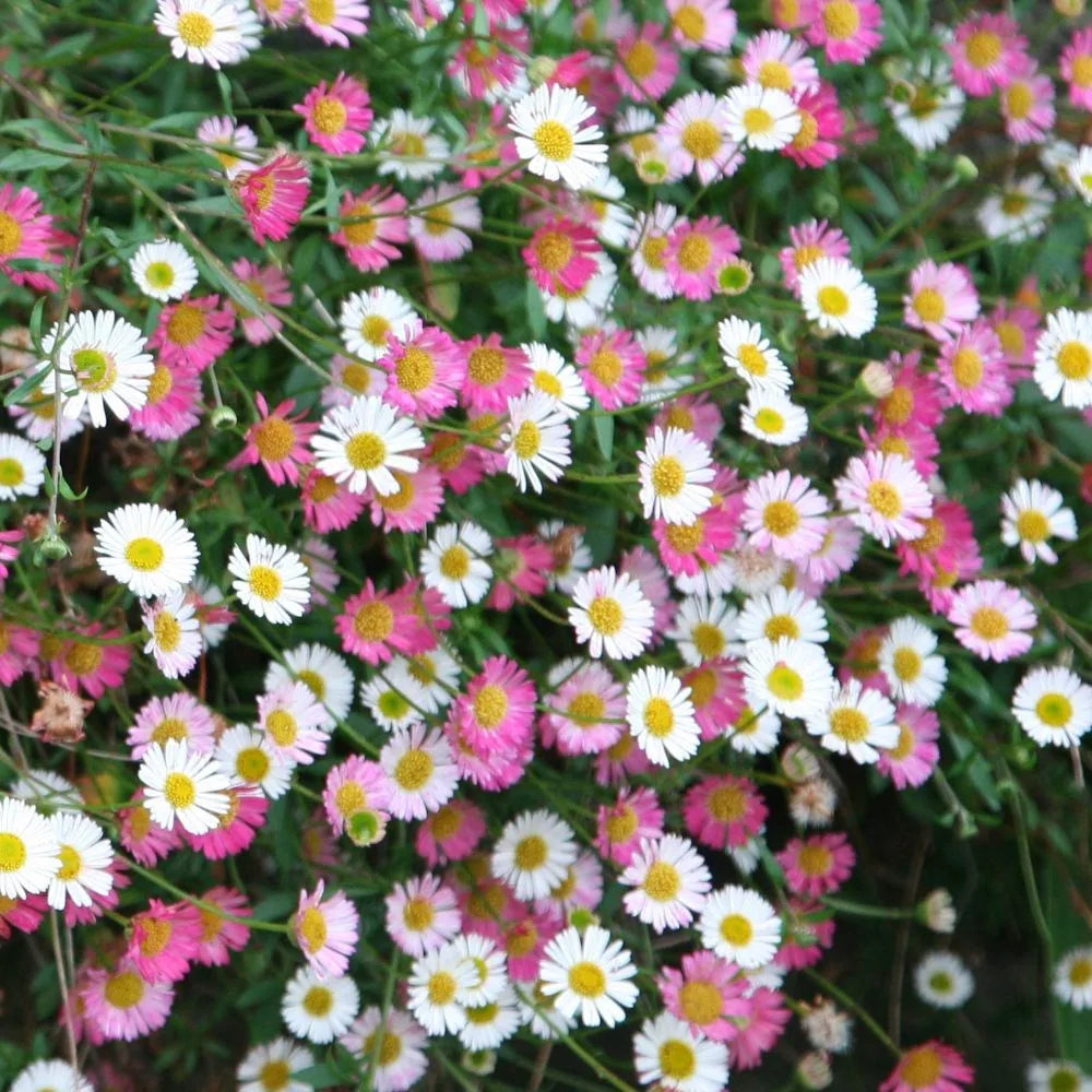 Seaside Daisy (Erigeron karvinskianus)