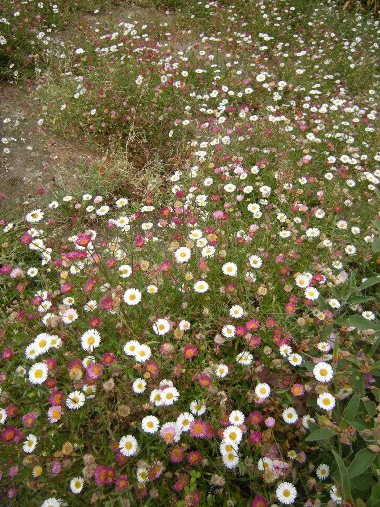 Seaside Daisy (Erigeron karvinskianus) - Ladybird Nursery