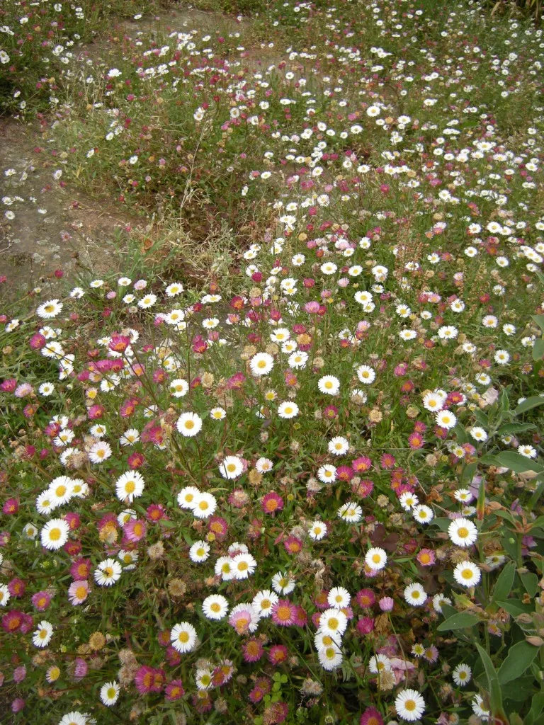 Seaside Daisy (Erigeron karvinskianus)