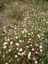 Seaside Daisy (Erigeron karvinskianus)