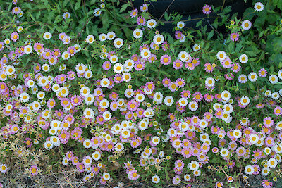 Seaside Daisy (Erigeron karvinskianus)