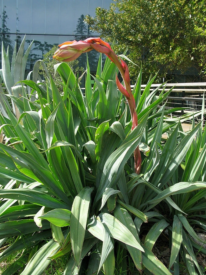 Mexican Lily (Beschorneria yuccoides)