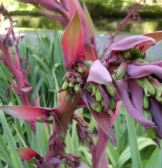 Mexican Lily (Beschorneria yuccoides)