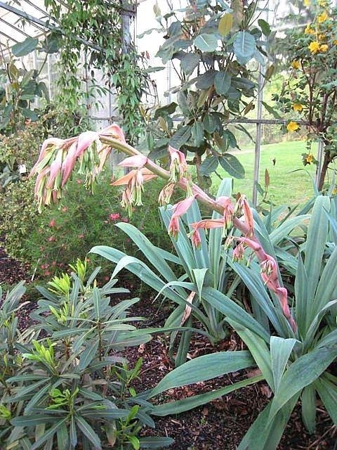 Mexican Lily (Beschorneria yuccoides)