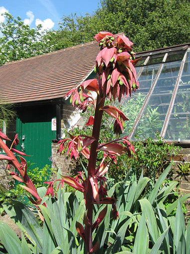 Mexican Lily (Beschorneria yuccoides)