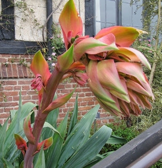 Mexican Lily (Beschorneria yuccoides)