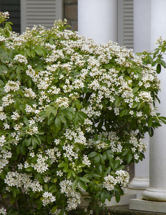 Mexican Orange Blossom (Choisya ternata)