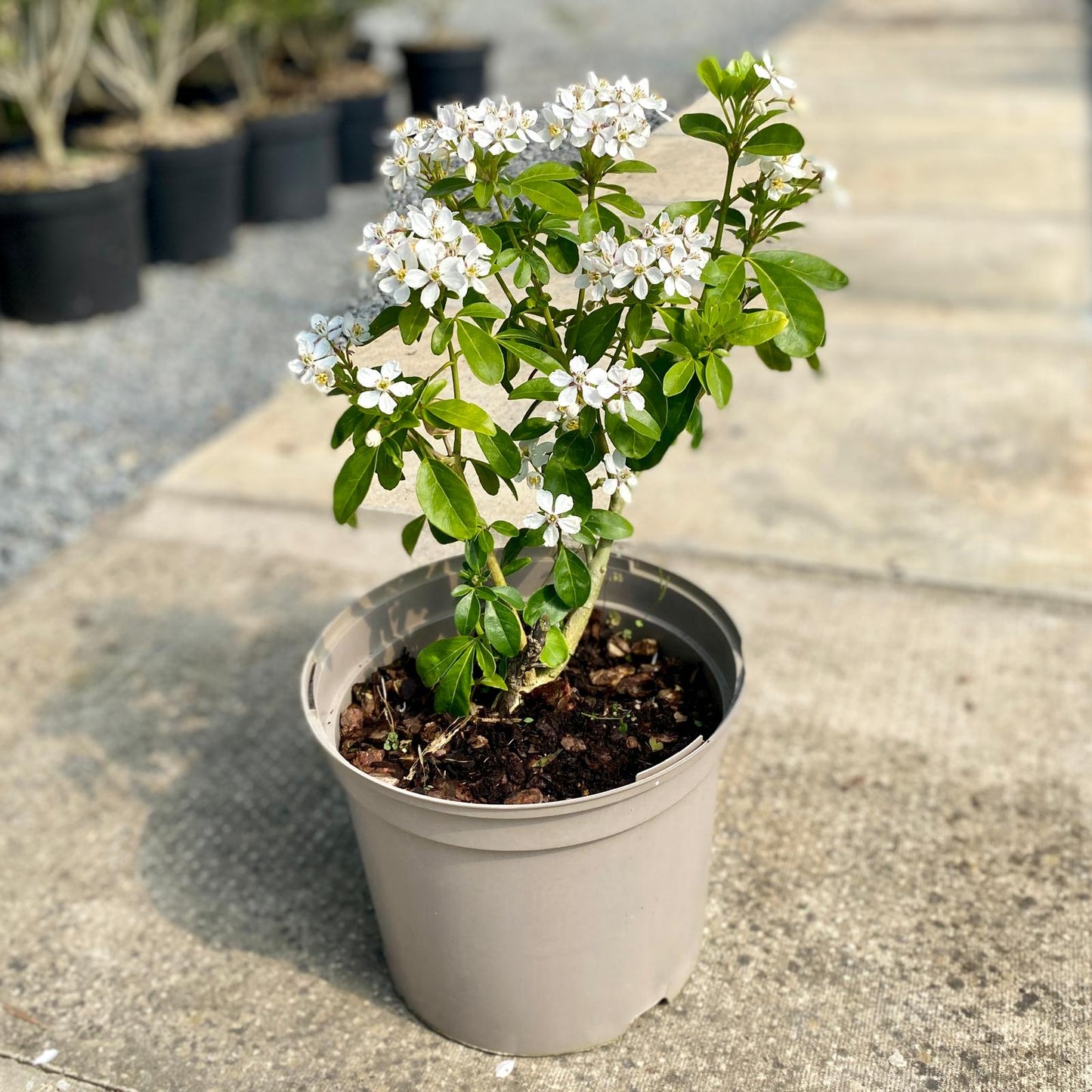 Mexican Orange Blossom (Choisya ternata)