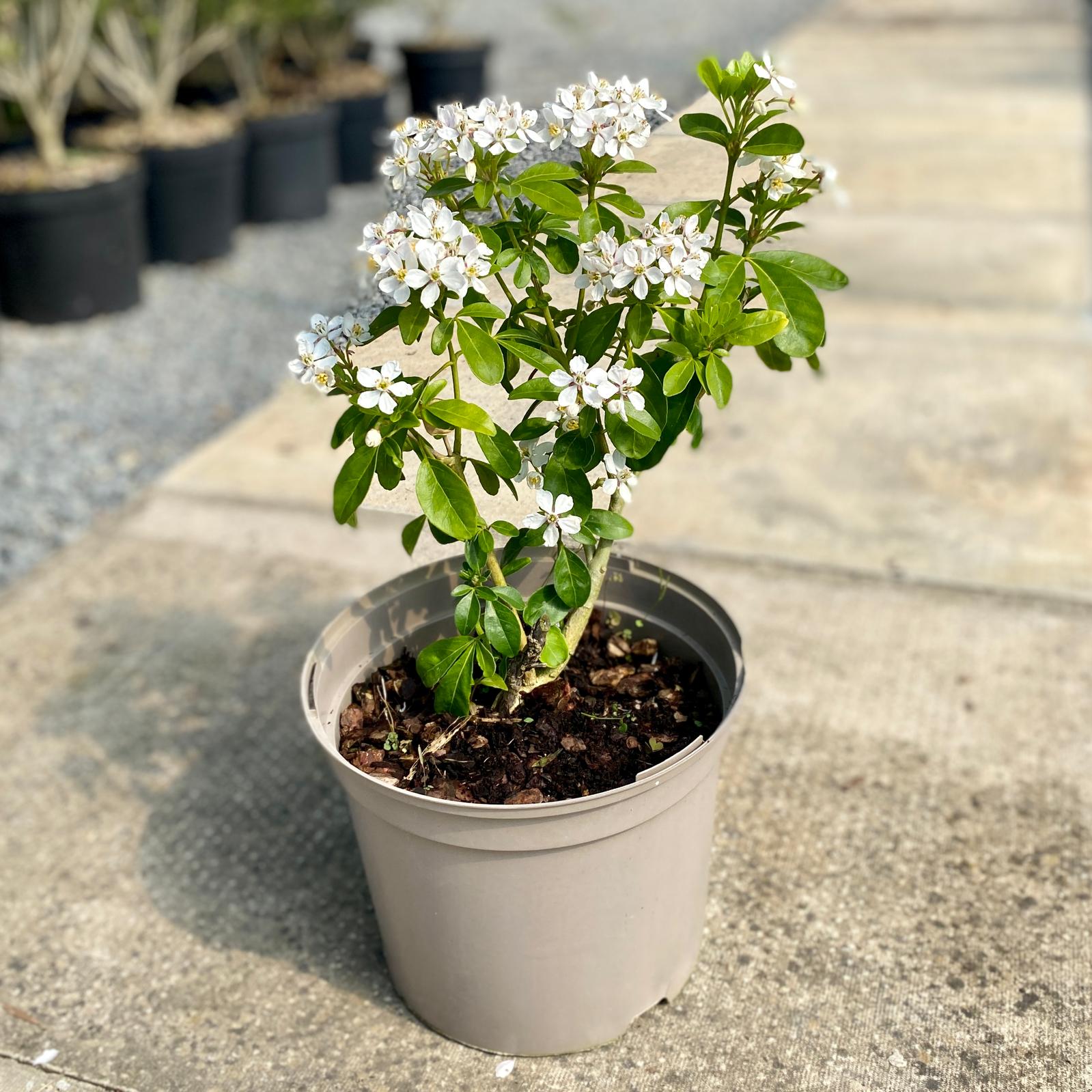 Mexican Orange Blossom (Choisya ternata)