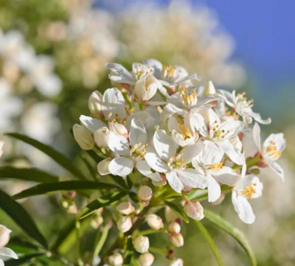 Mexican Orange Blossom (Choisya ternata)