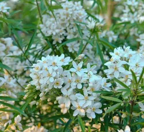Mexican Orange Blossom (Choisya ternata) - Ladybird Nursery