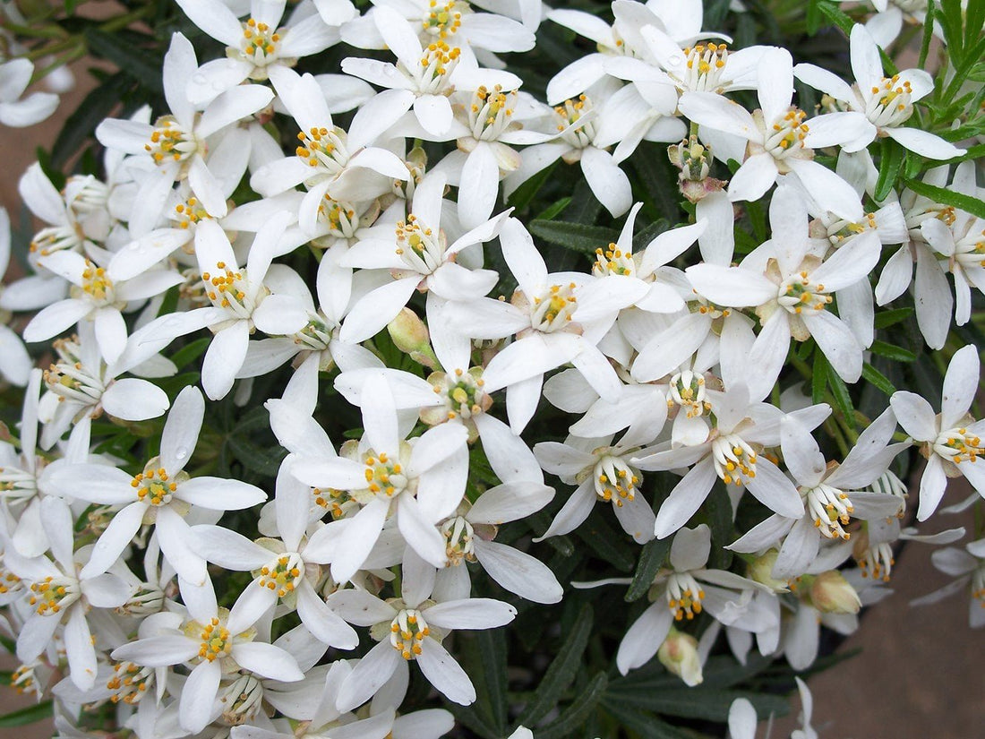 Mexican Orange Blossom White Dazzler (Choisya) - Ladybird Nursery