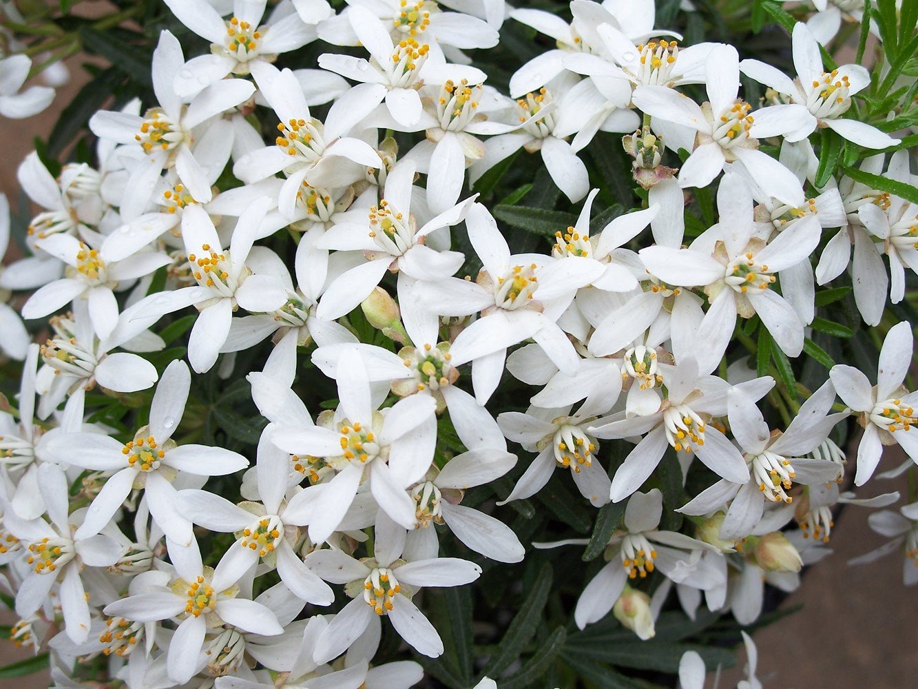Mexican Orange Blossom White Dazzler (Choisya) - Ladybird Nursery