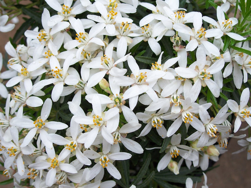 Mexican Orange Blossom White Dazzler (Choisya)
