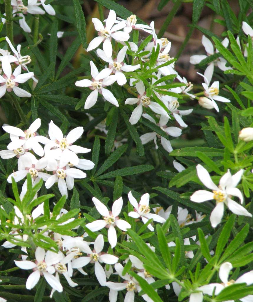Mexican Orange Blossom White Dazzler (Choisya) - Ladybird Nursery