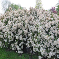 Mexican Orange Blossom White Dazzler (Choisya) - Ladybird Nursery