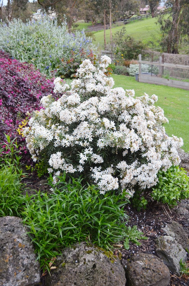 Mexican Orange Blossom White Dazzler (Choisya)