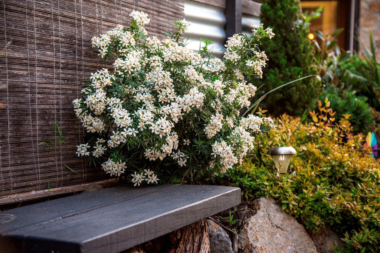 Mexican Orange Blossom White Dazzler (Choisya)