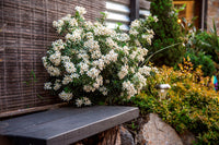 Mexican Orange Blossom White Dazzler (Choisya)