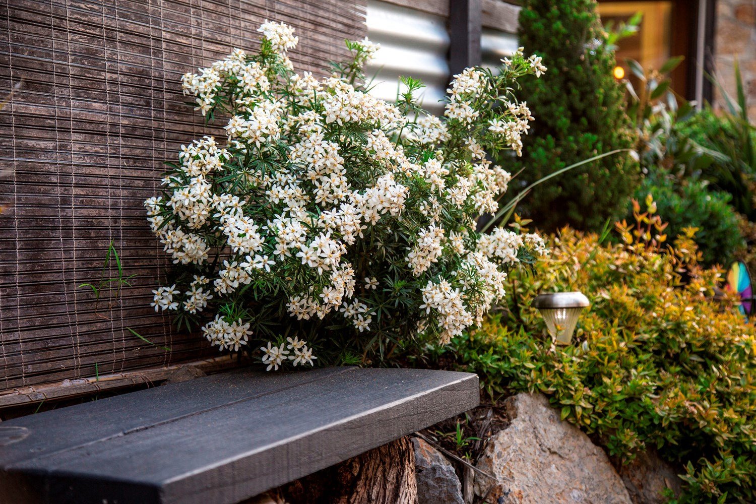 Mexican Orange Blossom White Dazzler (Choisya) - Ladybird Nursery