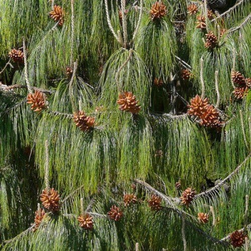 Mexican Pine (Pinus patula) - Ladybird Nursery