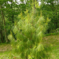 Mexican Pine (Pinus patula) - Ladybird Nursery