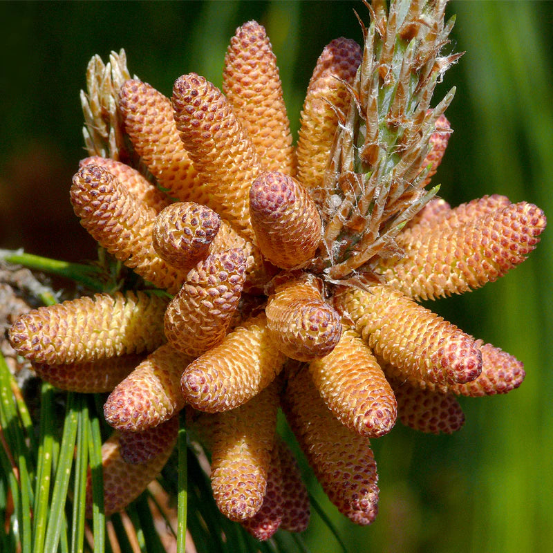 Mexican Pine (Pinus patula)