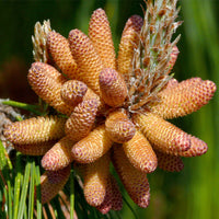 Mexican Pine (Pinus patula)