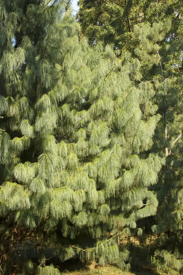 Mexican Pine (Pinus patula)
