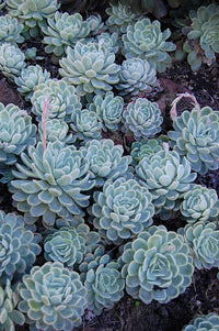 Mexican Snowball (Echeveria elegans)
