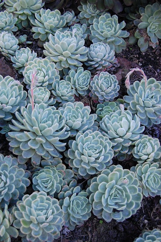 Mexican Snowball (Echeveria elegans) - Ladybird Nursery