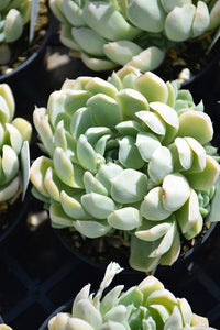 Mexican Snowball (Echeveria elegans) - Ladybird Nursery