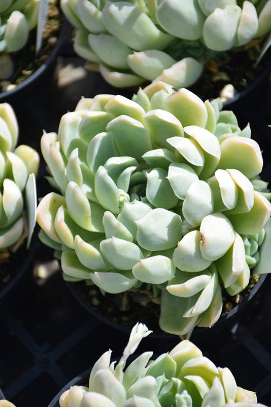 Mexican Snowball (Echeveria elegans) - Ladybird Nursery