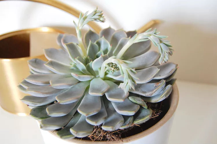 Mexican Snowball (Echeveria elegans)