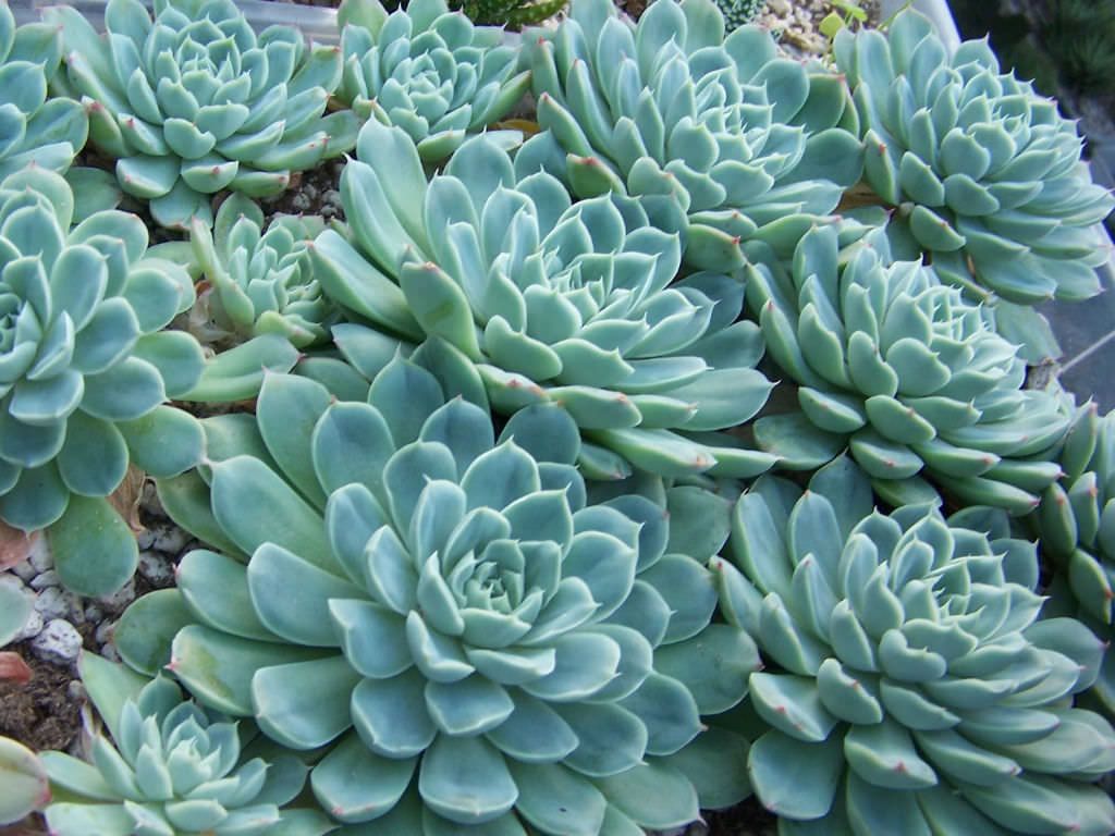 Mexican Snowball (Echeveria elegans)