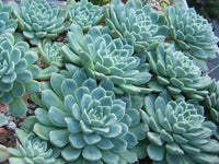 Mexican Snowball (Echeveria elegans)
