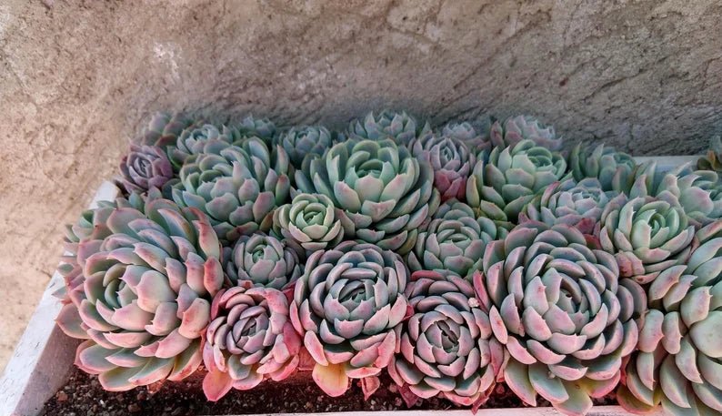 Mexican Snowball Fire and Ice (Echeveria elegans) - Ladybird Nursery