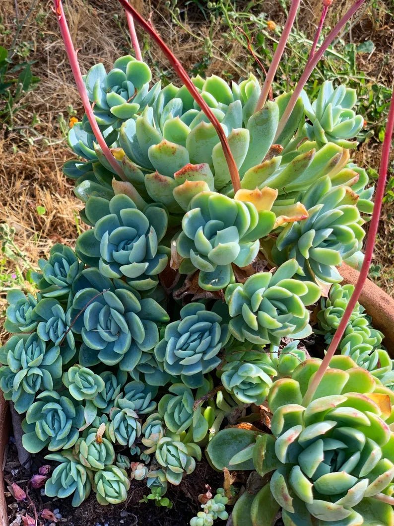 Mexican Snowball Fire and Ice (Echeveria elegans) - Ladybird Nursery