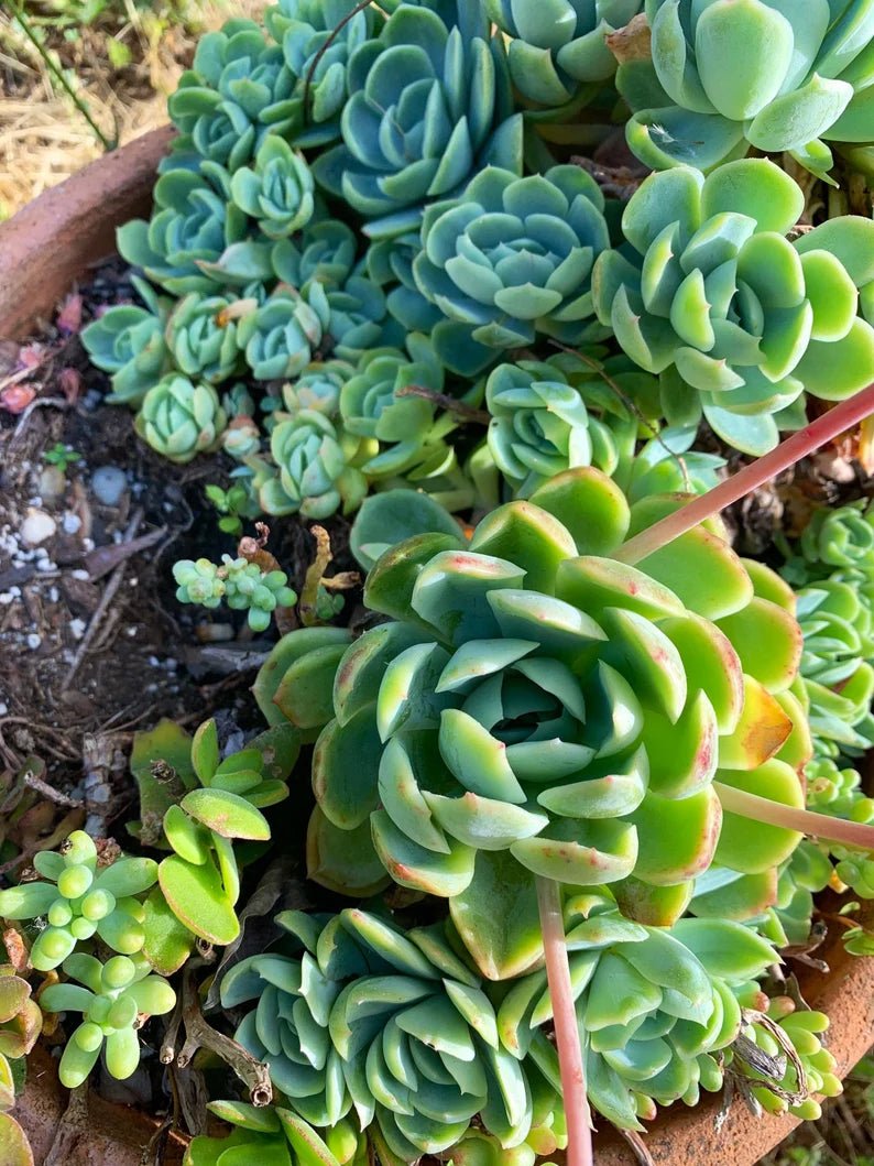 Mexican Snowball Fire and Ice (Echeveria elegans) - Ladybird Nursery