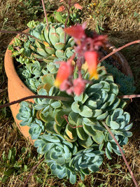Mexican Snowball Fire and Ice (Echeveria elegans)