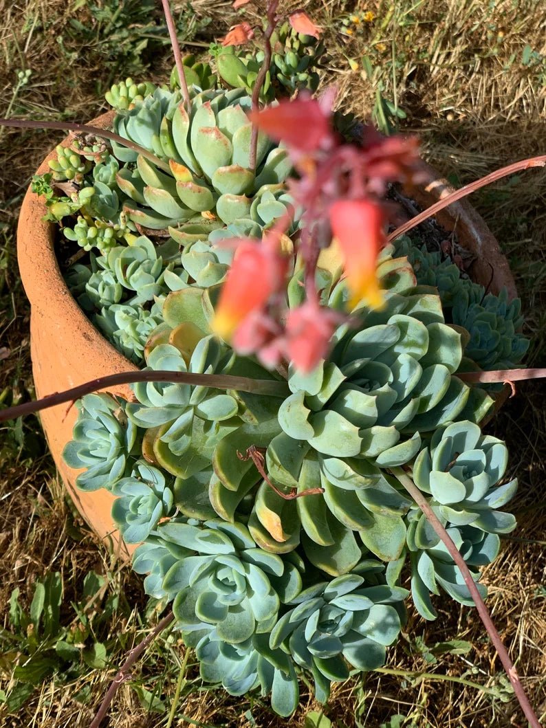 Mexican Snowball Fire and Ice (Echeveria elegans) - Ladybird Nursery