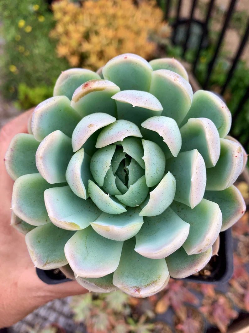 Mexican Snowball Fire and Ice (Echeveria elegans) - Ladybird Nursery